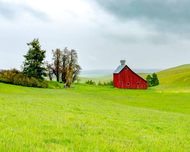 istock Red barn in the Palouse on a rainy morning 1481011360