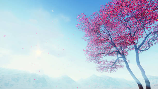 istock Cherry blossoms falling petals against sunny sky 1481011963