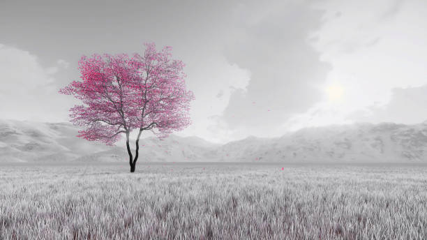 istock Pink sakura tree on black and white background 3D 1481011970