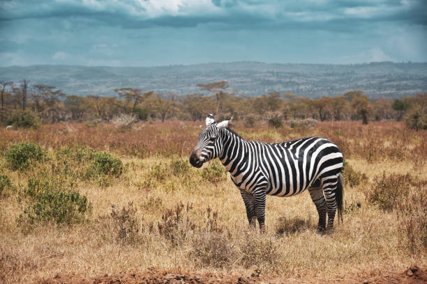 Nairobi National Park is a national park in Kenya that was established in 1946 about 7 km south of Nairobi. It is fenced on three sides, whereas the open southern boundary allows migrating wildlife to move between the park and the adjacent Kitengela plains. Herbivores gather in the park during the dry season.