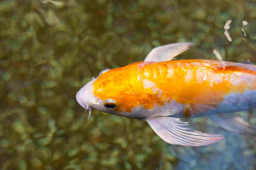 fancy carp koi fish swimming in a pond