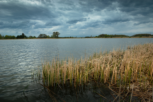 Dry reeds in the lake and cloudy sky, Stankow, eastern Poland