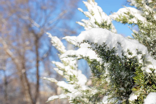 Branches fir tree covered with fluffy snow. Fabulous Christmas card