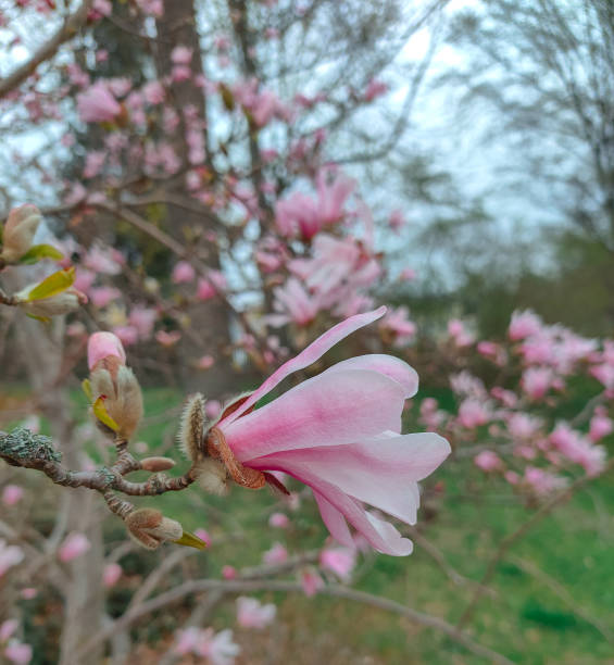 istock pink magnolia blossom on a magnolia tree in spring 1481012494