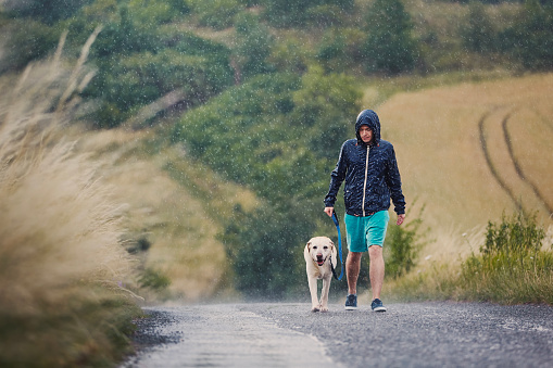 Man with dog on leash walking together on wet rural road in heavy rain. Pet owner and his labrador retriver in bad weather.