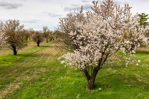 Big almond tree branch in full bloom with white flowers with sunset yellow cloud and grove at background