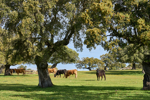 cattle pasture with stone oaks and cork oaks in the Extremadura department of Spain