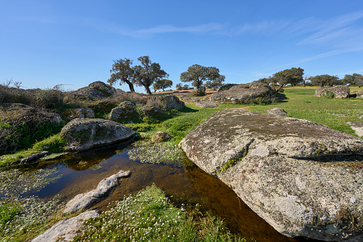 Landscape with stone oak and cork oak trees in the Extremadura department of Spain