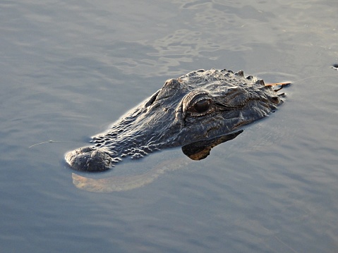 American Alligator- profile