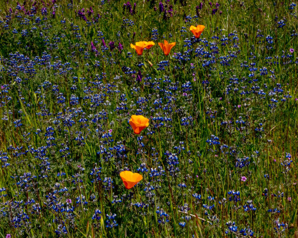 istock California Wildflowers 1481015452