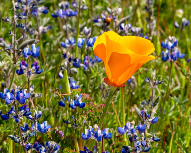 istock California Wildflowers 1481015576