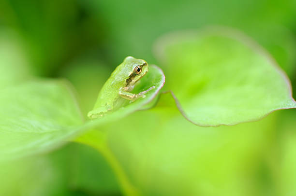 top frog - last opportunity emotional stress green zdjęcia i obrazy z banku zdjęć