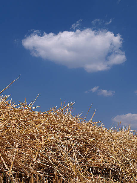 Haystack stock photo