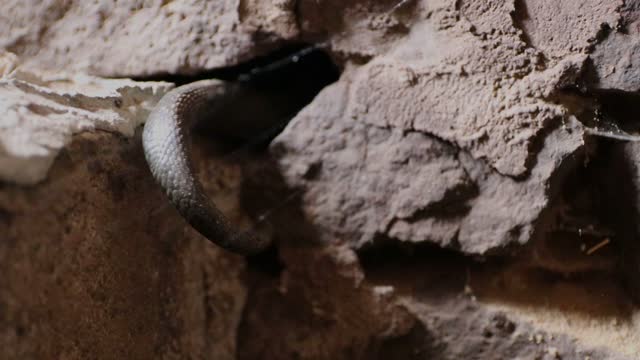 The snake crawls into a gap in the stone wall.