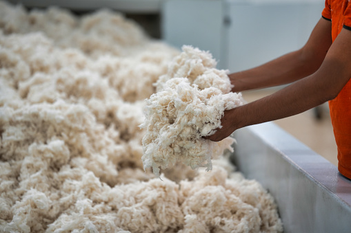 This photo features organic cotton being used for eco-friendly textile production. The worker is holding recycled cotton that has been sourced from sustainable farms.