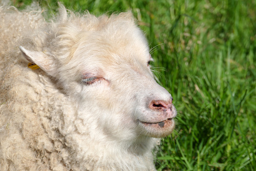 Close up head of black sheep in the flock of white sheeps