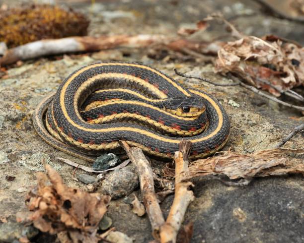Coiled Garter Snake stock photo
