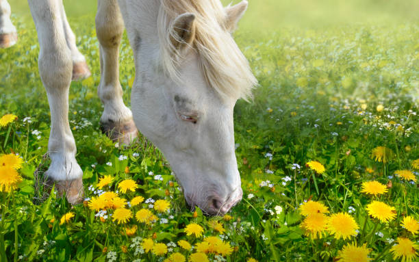 istock White horse  on the dandelions meadow 1481020176