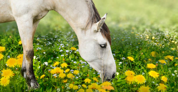 istock White horse  on the dandelions meadow 1481020184