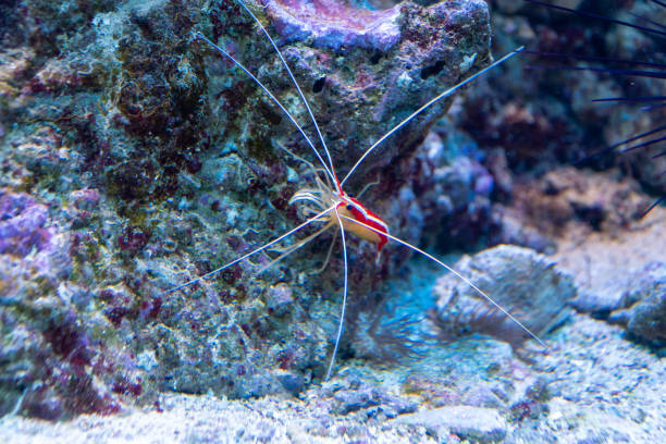 istock Shrimp - Lysmata amboinensis 1481020895