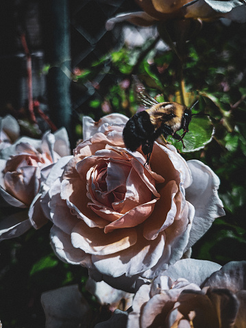 Bee on a rose