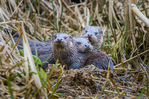 An otter (Lutra lutra) family in the Stroudwater Canal in Cainscross, near Stroud, Gloucestershire.