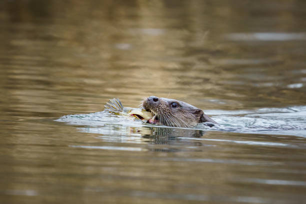 istock Stroudwater Canal otter 1481022852
