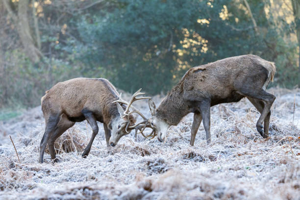 istock Red deer in London's Richmond Park 1481023086