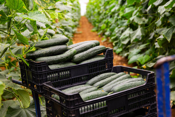 istock Plastic boxes with ripe cucumbers in greenhouse 1481023269
