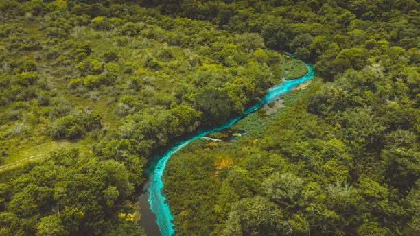 Sucuri River - A blue water river in Bonito, Brazil Sucuri River - A blue water river in Bonito, Brazil bonito brazil stock pictures, royalty-free photos & images