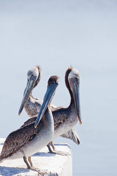 istock Trio Of Pelicans 148102538