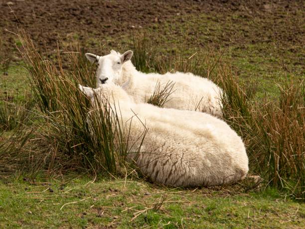 istock TwoLleyn Sheep Resting On The Isle Of Skye. 1481025633
