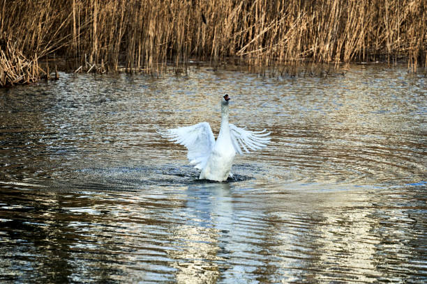 istock A white swan with spread wings swimming on a lake 1481025638
