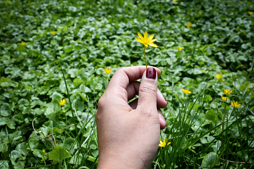 a woman's hand picking yellow flowers in a garden.