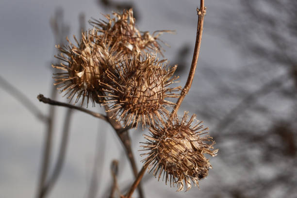 istock Dry inflorescences large burdock (lat. Arctium lappa), burdock, burr. 1481026615