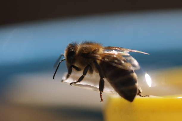 istock close up of honeybee 1481026756