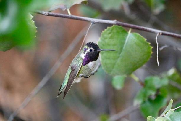 istock humming bird in sonora desert 1481026779