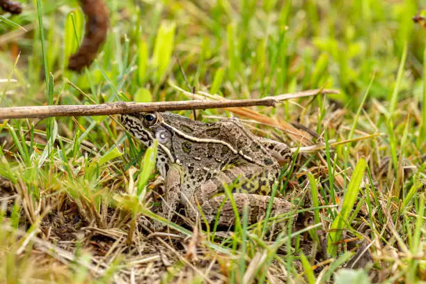 Photo of Southern Leopard Frog in grass. Wildlife conservation, habit loss and nature preservation concept.