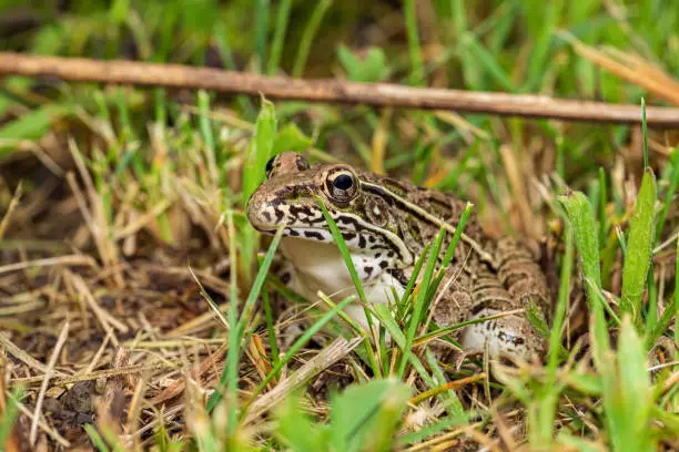 Photo of Southern Leopard Frog in grass. Wildlife conservation, habit loss and nature preservation concept.