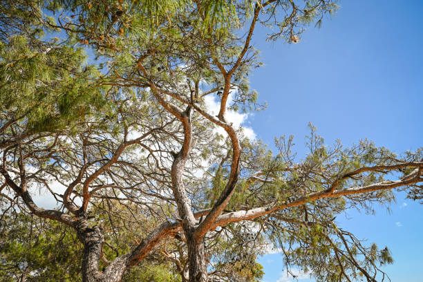 crowns of southern pines against the sky