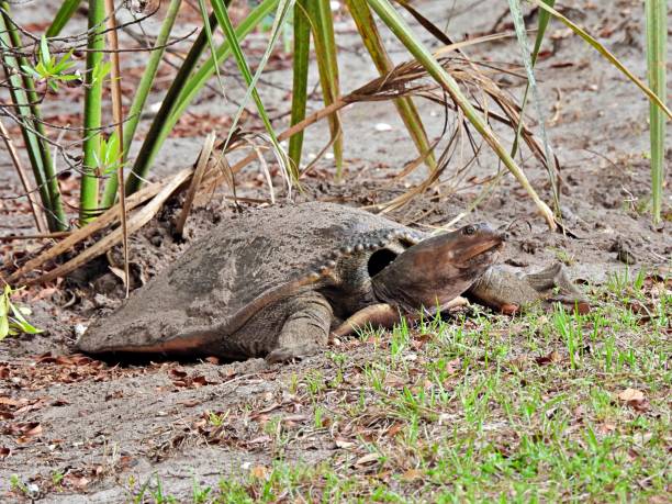 Soft Shell Turtles In Florida 600+ Florida Softshell Turtle Photos Stock Photos, Pictures & Royalty ...