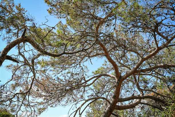 crowns of southern pines against the sky