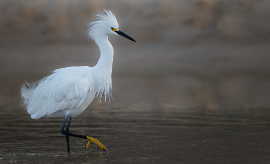 A snowy egret against a dark background with its white feathers puffed out as it walks through the water
