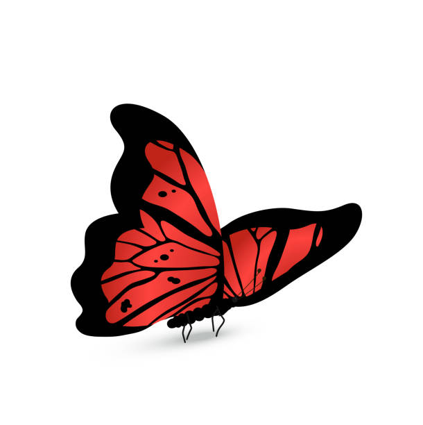istock Butterfly with red and black pattern of wings vector illustration. Cartoon isolated sitting insect of spring or summer nature, cute tropical butterfly for kids scrapbook, decoration element 1481030811