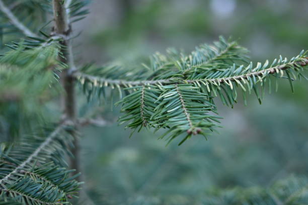 green branches of a pine tree close-up, short needles of a coniferous tree close-up on a green background, texture of needles of a Christmas tree close-up Fir brunch is close. Shallow focus green branches of a pine tree close-up, short needles of a coniferous tree close-up on a green background, texture of needles of a Christmas tree close-up Fir brunch is close. Shallow focus needles eye stock pictures, royalty-free photos & images
