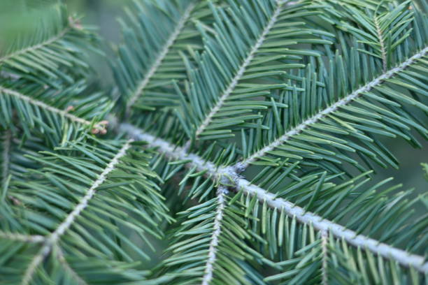 green branches of a pine tree close-up, short needles of a coniferous tree close-up on a green background, texture of needles of a Christmas tree close-up Fir brunch is close. Shallow focus green branches of a pine tree close-up, short needles of a coniferous tree close-up on a green background, texture of needles of a Christmas tree close-up Fir brunch is close. Shallow focus needles eye stock pictures, royalty-free photos & images