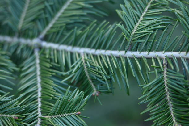 green branches of a pine tree close-up, short needles of a coniferous tree close-up on a green background, texture of needles of a Christmas tree close-up Fir brunch is close. Shallow focus green branches of a pine tree close-up, short needles of a coniferous tree close-up on a green background, texture of needles of a Christmas tree close-up Fir brunch is close. Shallow focus needles eye stock pictures, royalty-free photos & images