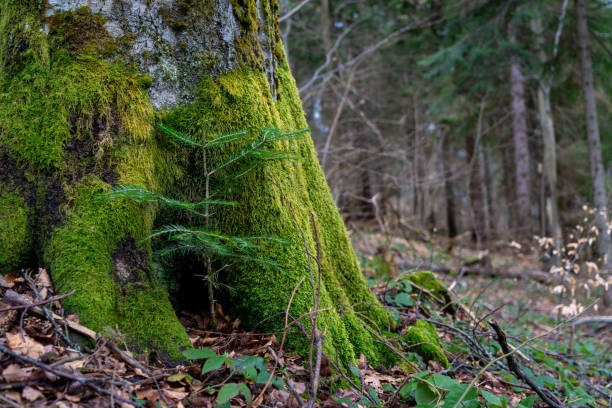 istock young fir not far from trunk of old beech 1481031243