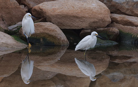 A snowy egret stands still in a small pond Puerto Vallarta Mexico against some rocks with their images reflected in the still water