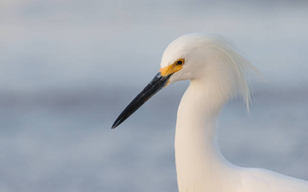 istock A portrait of snowy egret 1481031498